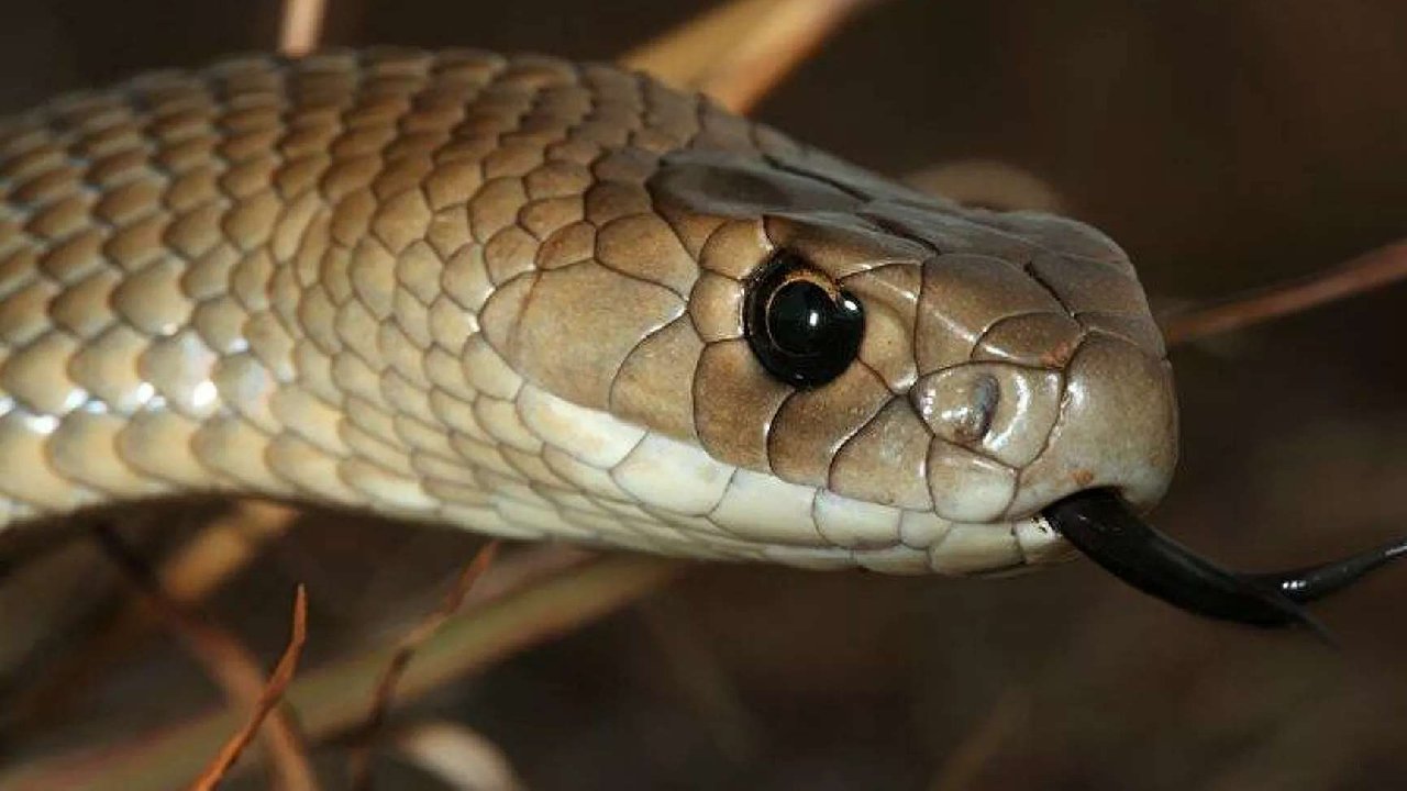 Araştırma: Dişi yılanlarda klitoris olduğu tespit edildi