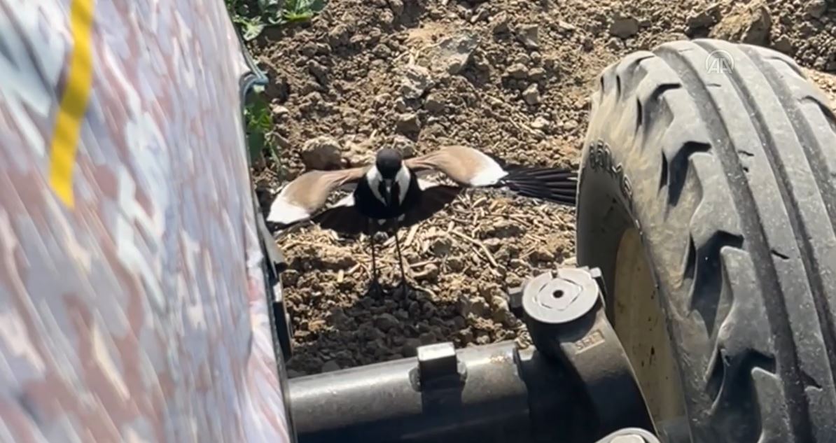 Tarladaki Yuvasını Korumak İsteyen Kuşun Traktörü Durdurduğu Anları Sosyal Medyada Viral Oldu