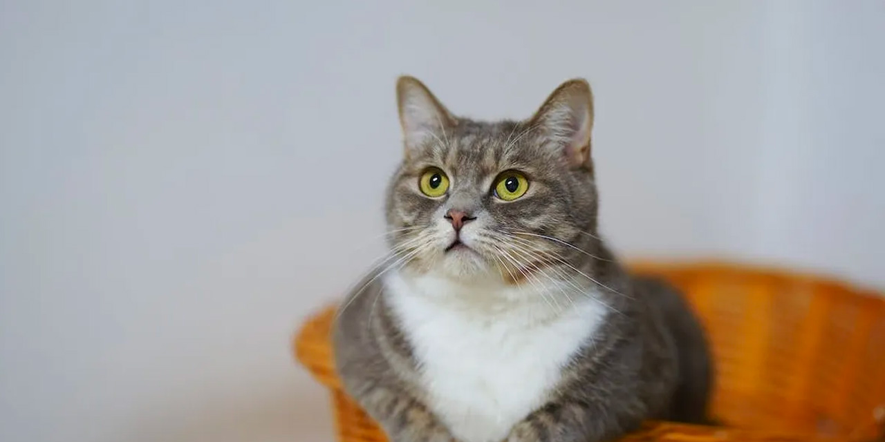 Kediler bizi şaşırtmaya devam ediyor: Sahiplerinin Onlarla Konuştuğunu Anlayabiliyor!