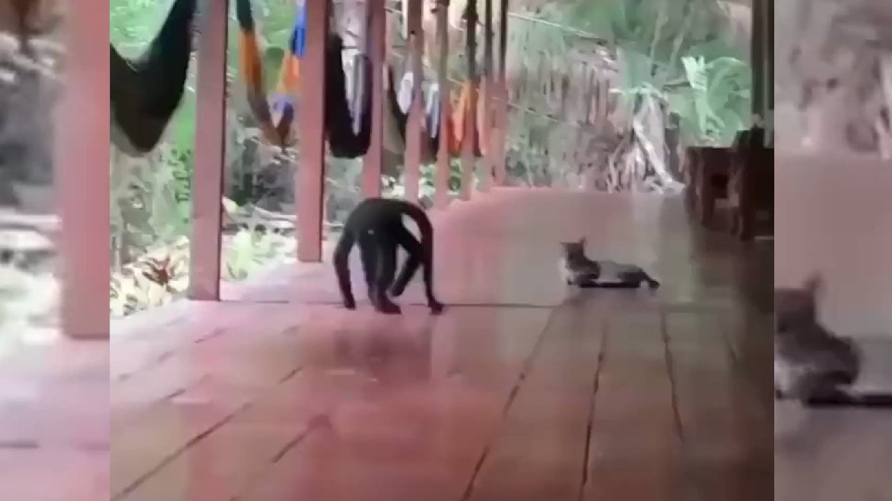 Kediyi severken darlayan maymun izleyenleri güldürdü