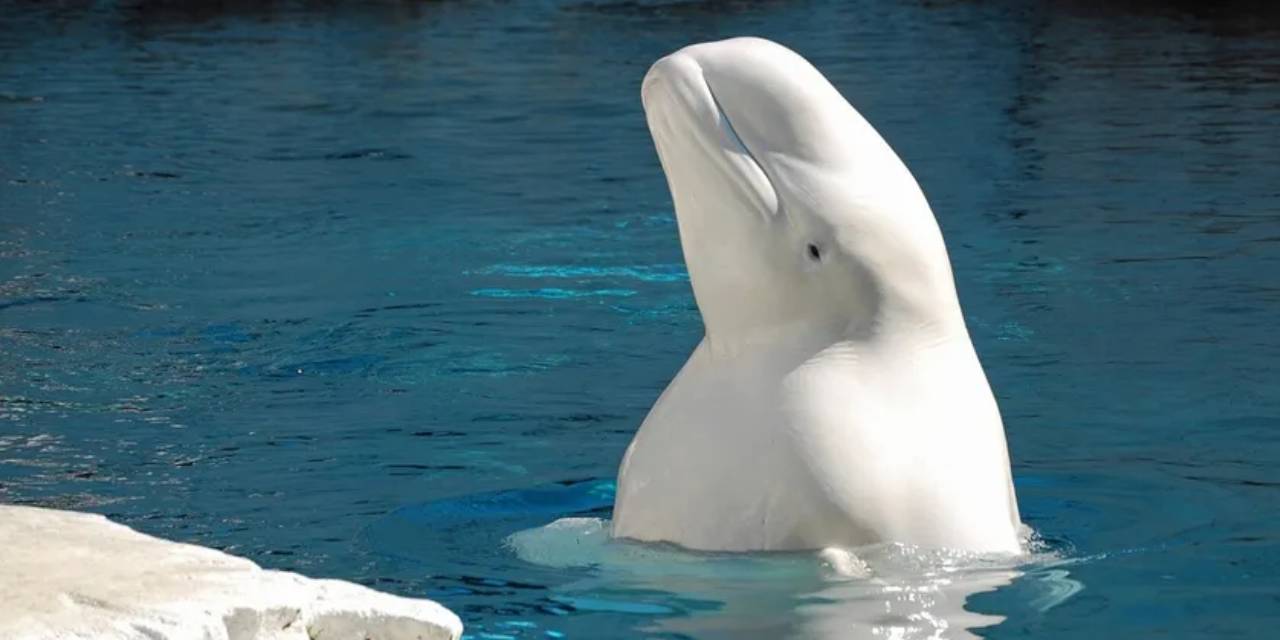 'Casus balina' İsveç kıyılarında görüldü, Moskova yorum yapmadı