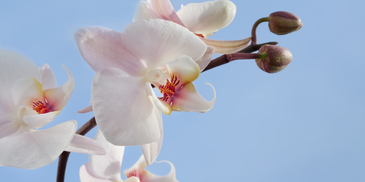 Adeta Altın Değerinde! Yasal Yoldan Salep Soğanı Nasıl Üretilir, Satılır?