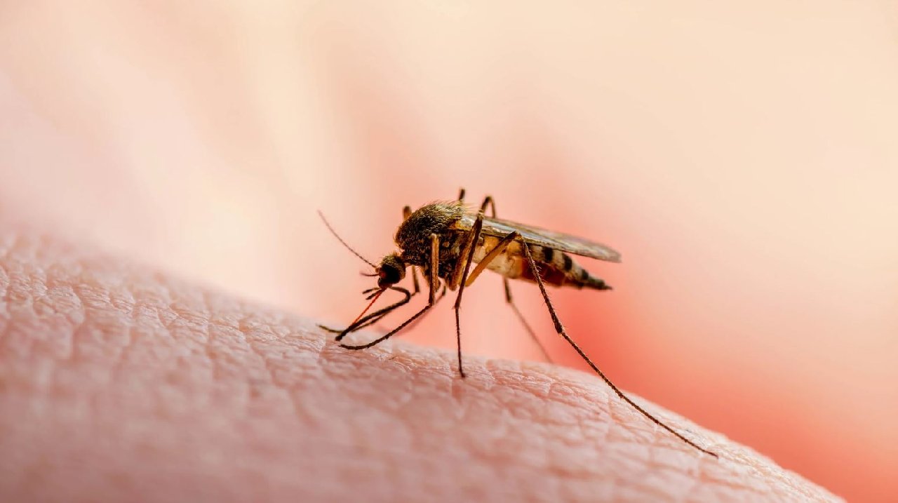 Haşere Kontrol Uzmanlarına Göre Gerçekten İşe Yarayan 3 Kendin Yap  Doğal Sivrisinek Kovucu :