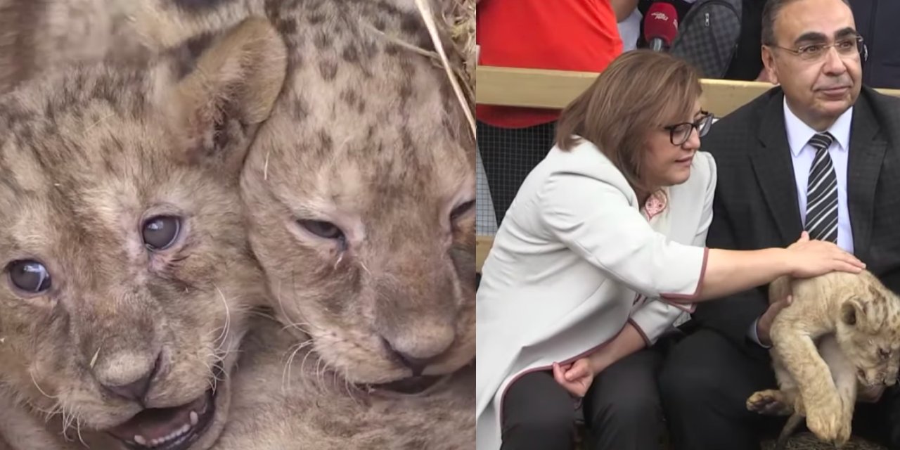 Erdoğan'a hediye edilen aslanların yavruları oldu
