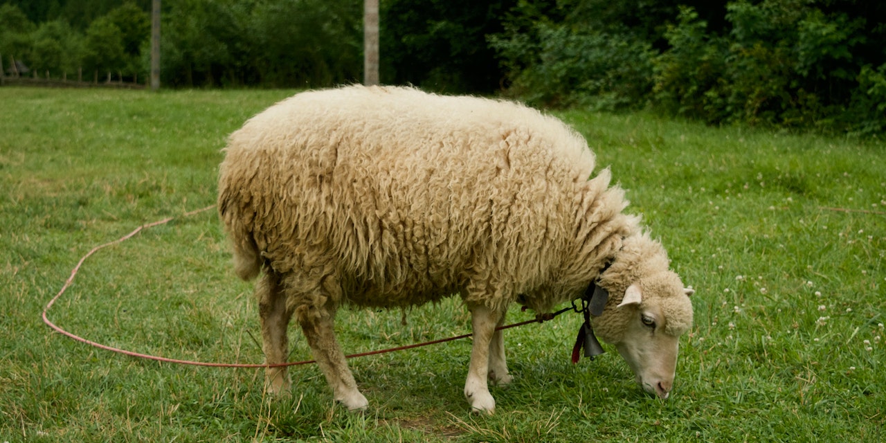 Kurban Hisse Fiyatları 2023: Küçükbaş, Büyükbaş İl İl Kurbanlık Fiyatları! Geçen Yıla Göre Kurban Fiyatları Ne Kadar Arttı!