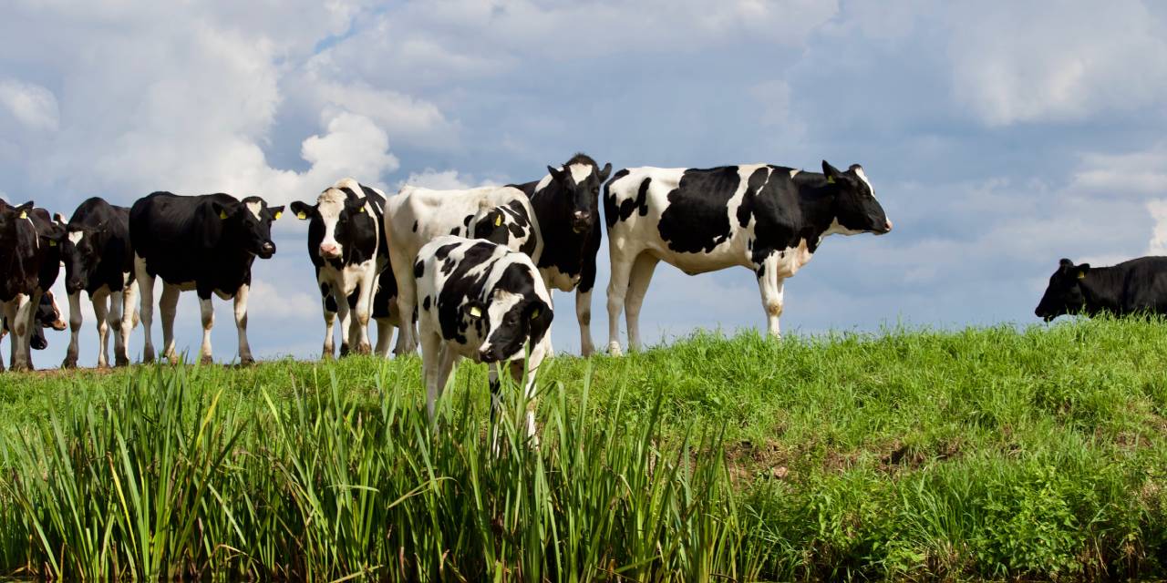 Adak Kurbanı Nedir? Adak Kurbanını Kimler Yiyebilir? Adak Kurbanı Ne Zaman Kesilir?