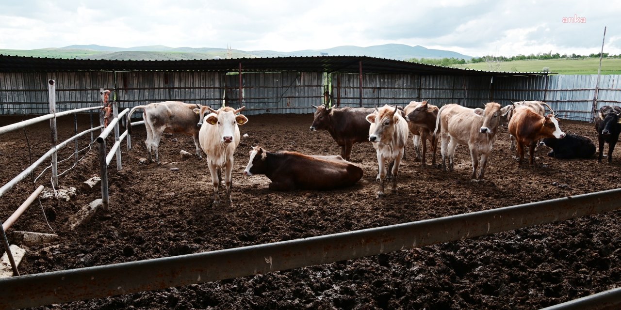 Şap krizinin faturasını açıkladı!