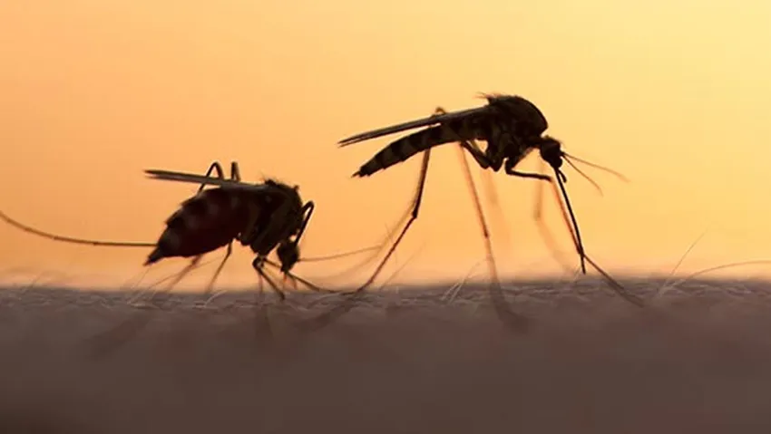 Yaz aylarında sivrisinekler bu  iki kokudan nefret eder...
