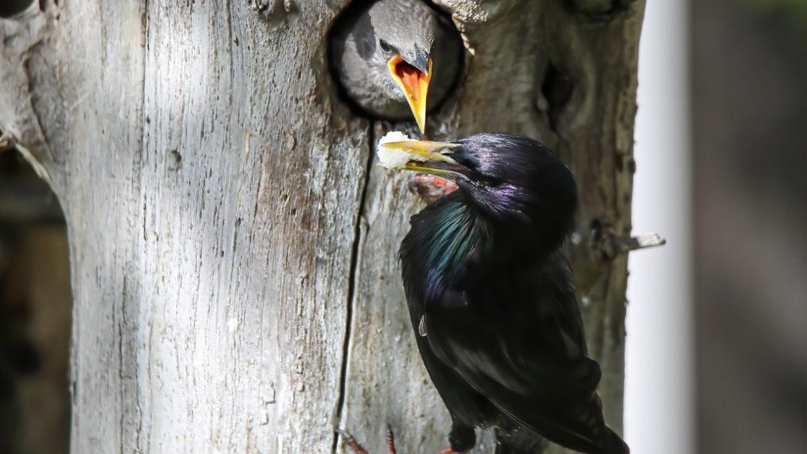Sığırcık kuşunun yavrularını besleme anı görüntülendi