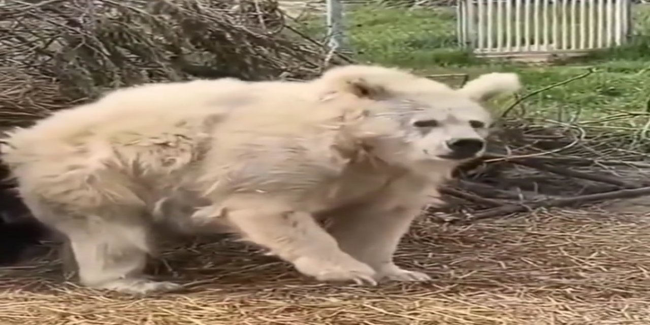 Kış Uykusundan Böyle Uyandı