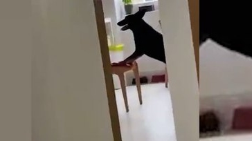 Köpeğini evde yalnız bıraktı, olanları görünce gözlerine inanamadı!