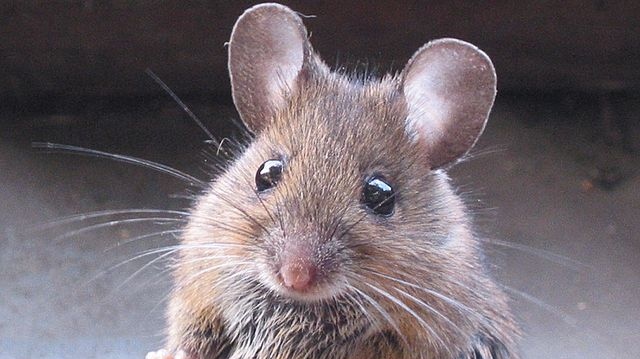 Selde boğulmak üzere olan fareyi kurtardı, adını 'Splinter' koydu