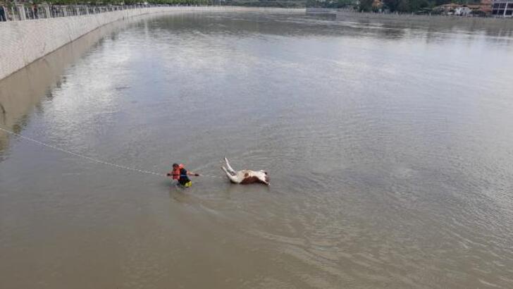 Kızılırmak nehrine düşen büyükbaş hayvan öldü