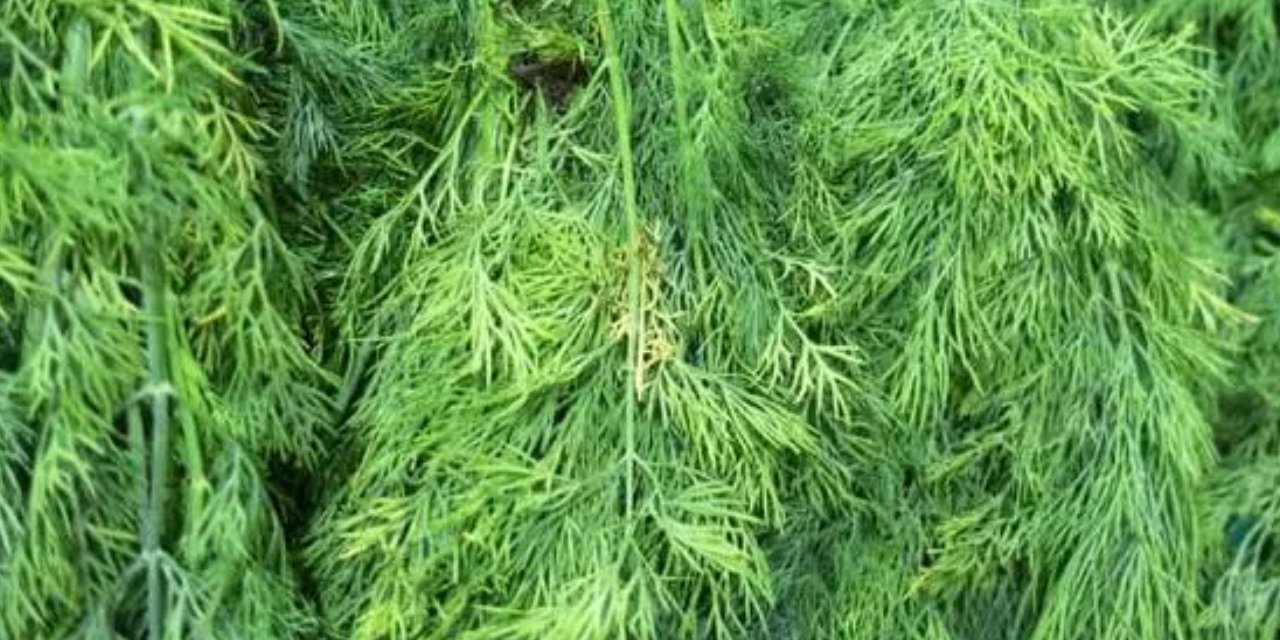 Kilo verdirip yüksek tansiyonu dibe çekiyor... Tiroid nodüllerini bir bardakla küçültüyor!