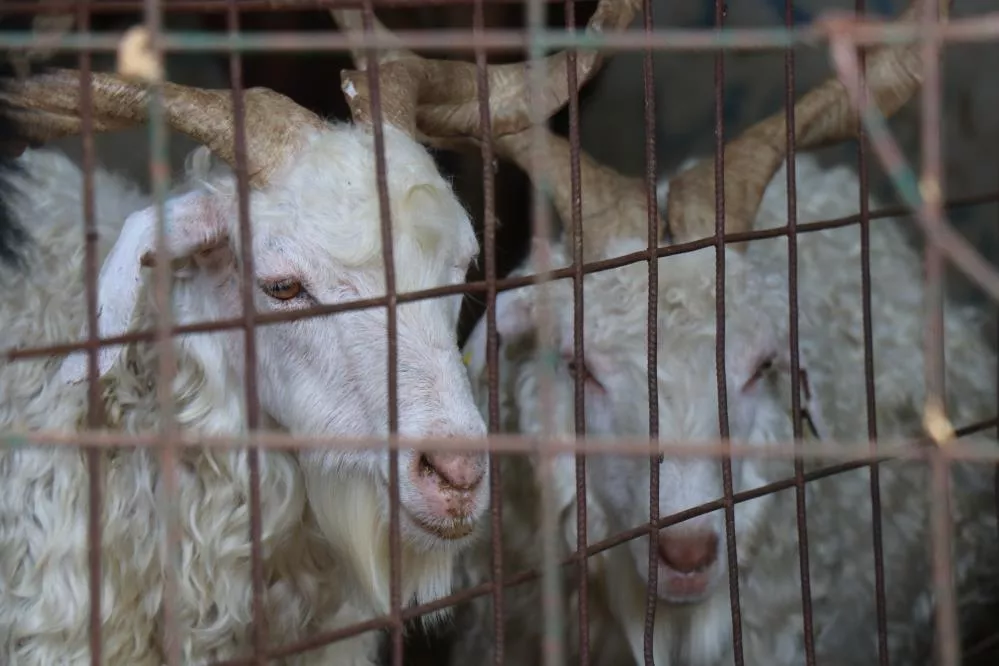 Kurban Bayramı tatili kaç gün, 9 gün oldu mu? Bayram ne zaman 2023, ayın kaçında, hangi gün?