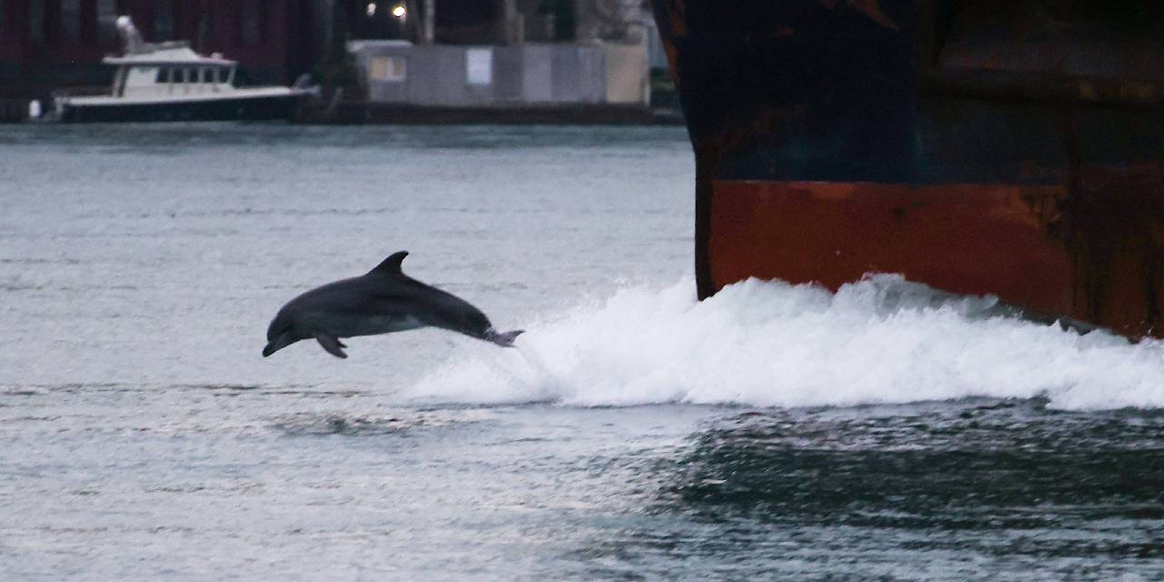 İstanbul Boğazı'nda Yunus Sürprizi