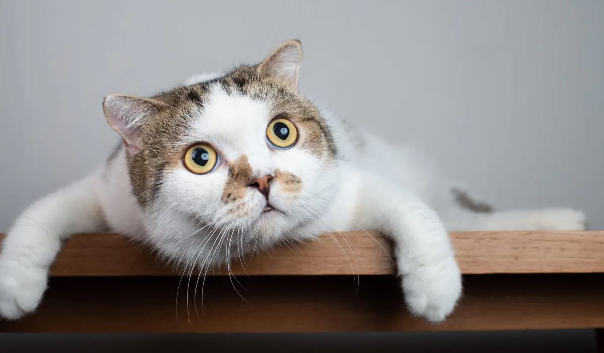 13 Maddede 'Kedi Kullanma Kılavuzu'! İşte Gizli Sinyaller Ve Ne Anlama Geldikleri