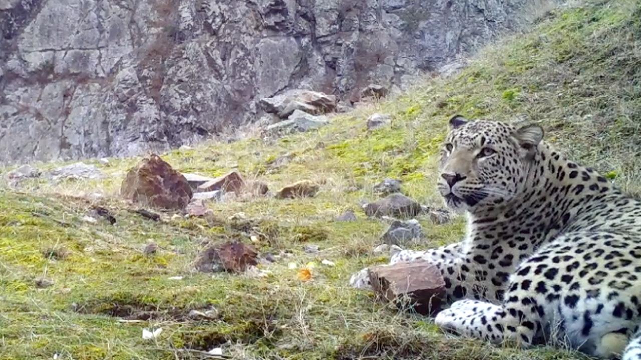 Anadolu Leoparı Günde 25 Kilometre Dolaşmış