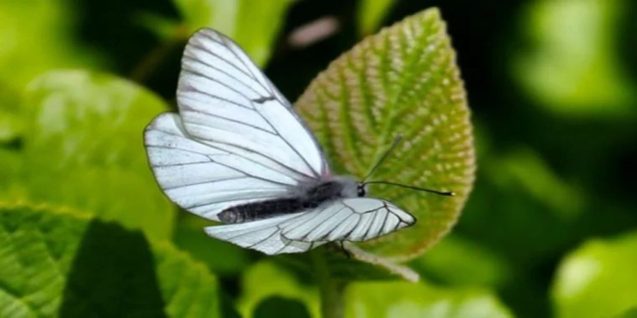 'Gizemli bir gelişme' diye duyurdu! 100 yıl önce soyu tükendiği belirlenmişti, yeniden ortaya çıktı