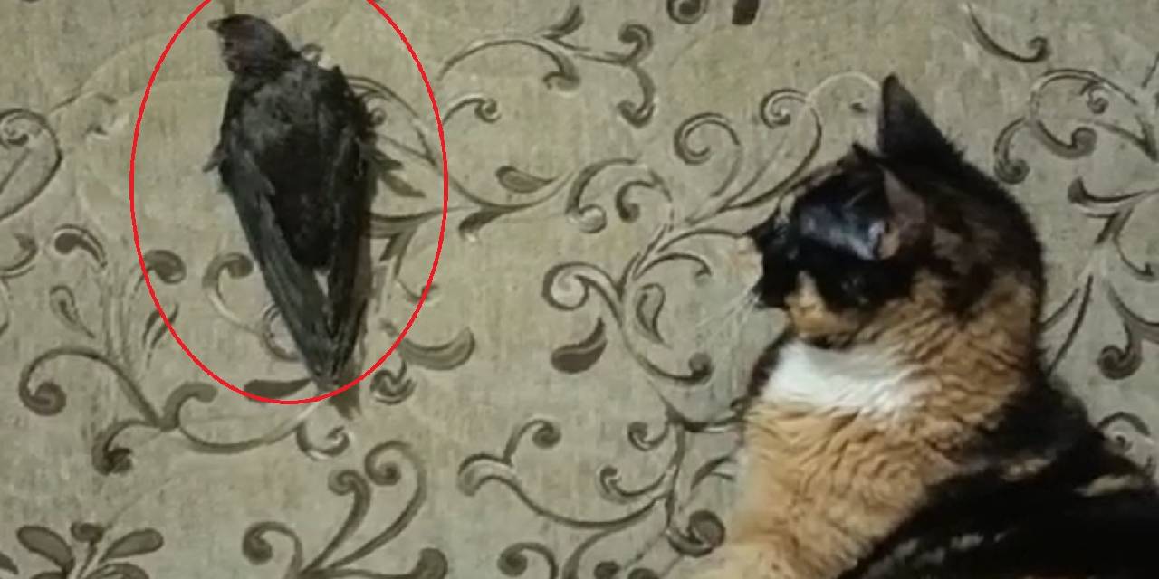 Ebabil ‘Cimcime’ ile ‘Safiye’ 1 Yıldır Aynı Evde Yaşıyor