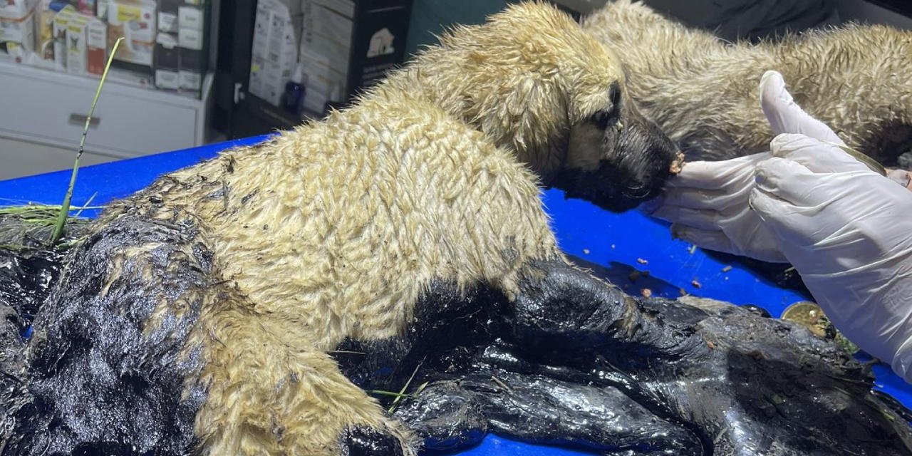 Zifte Yapışan Yavru Köpekler Kurtarıldı