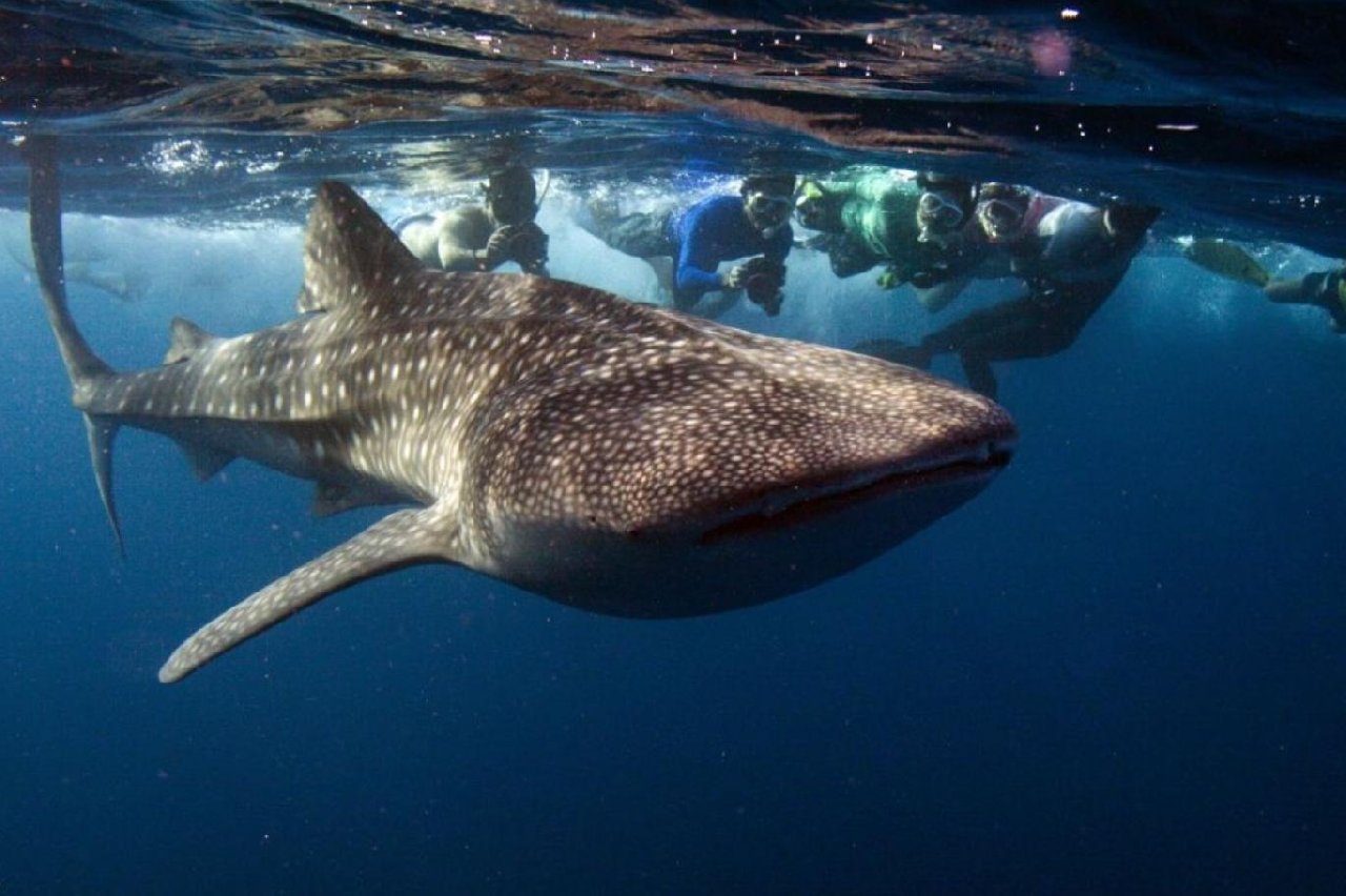 Balina köpekbalığı denizin dibinde ilk kez kumu emerken görüntülendi... Neden böyle davrandığı tam bir muamma!