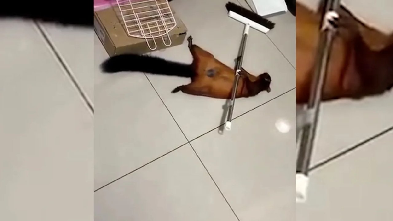 Uçan sincabın yaralı taklidi yaptığı o anlar viral oldu