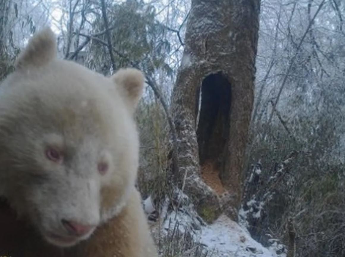 Albino Dev Panda Çin'de Vahşi Doğada Görüntülendi... Bembeyaz Kürkü ve Kıpkırmızı Gözleri Var