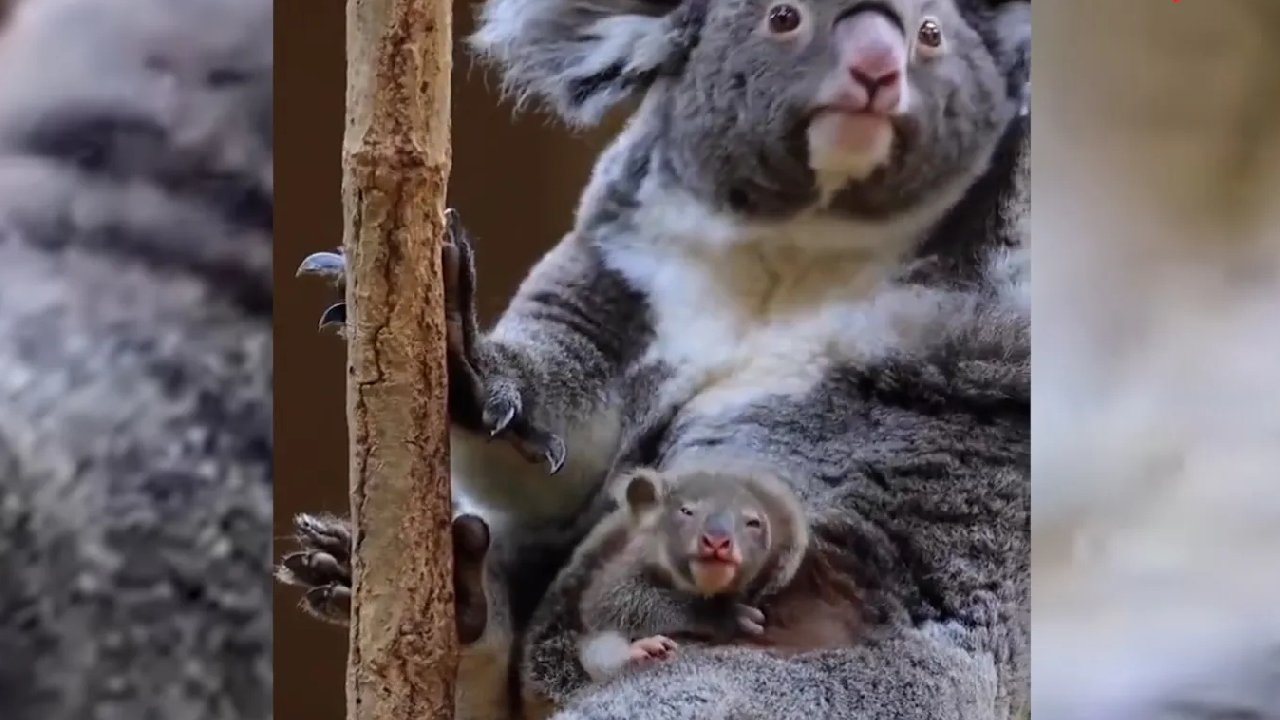 Kesesinden çıkan bebek koalanın görüntüleri sosyal medyada viral oldu