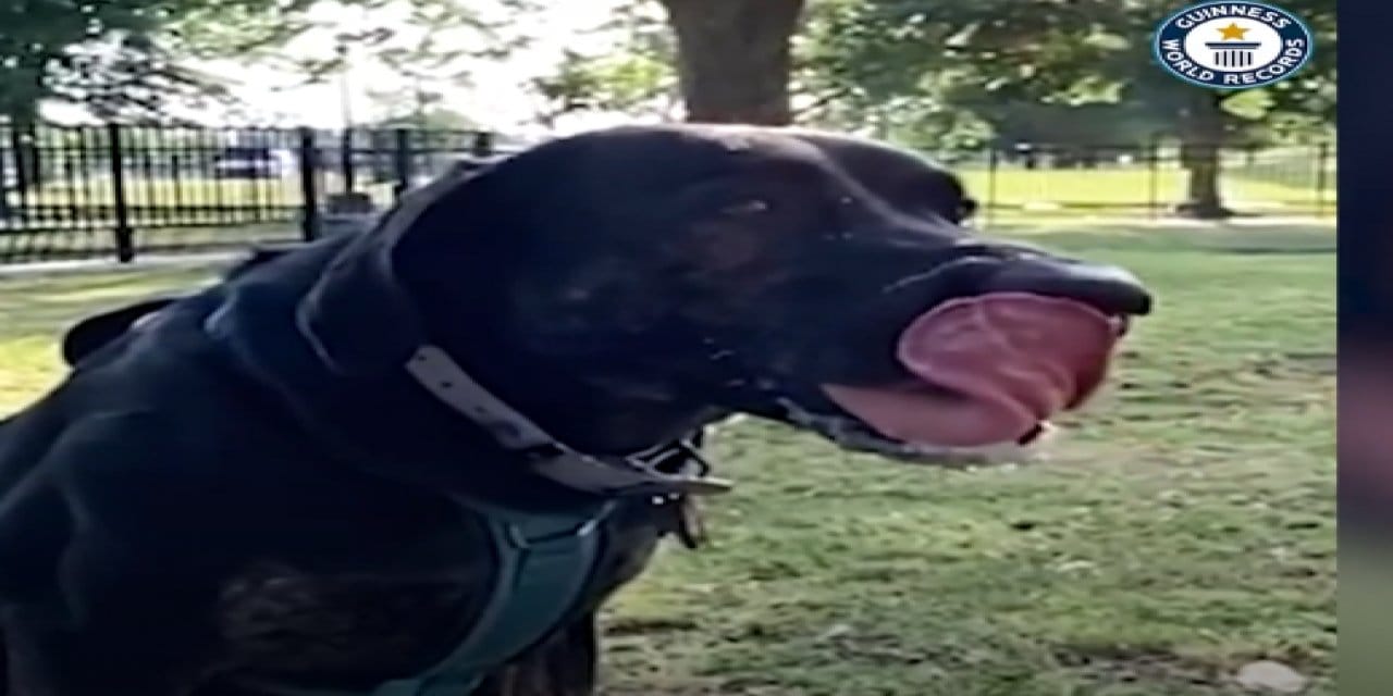 Guinness Rekorlar Kitabına Girdi: O Yaşayan En Uzun Dilli Köpek