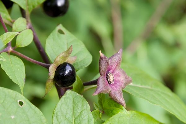 Bu Ot Yüzlerce Yıl Yanlış Kullanılmış! Göz Bebeklerini Büyütüyor, Halüsinasyona Neden Oluyor