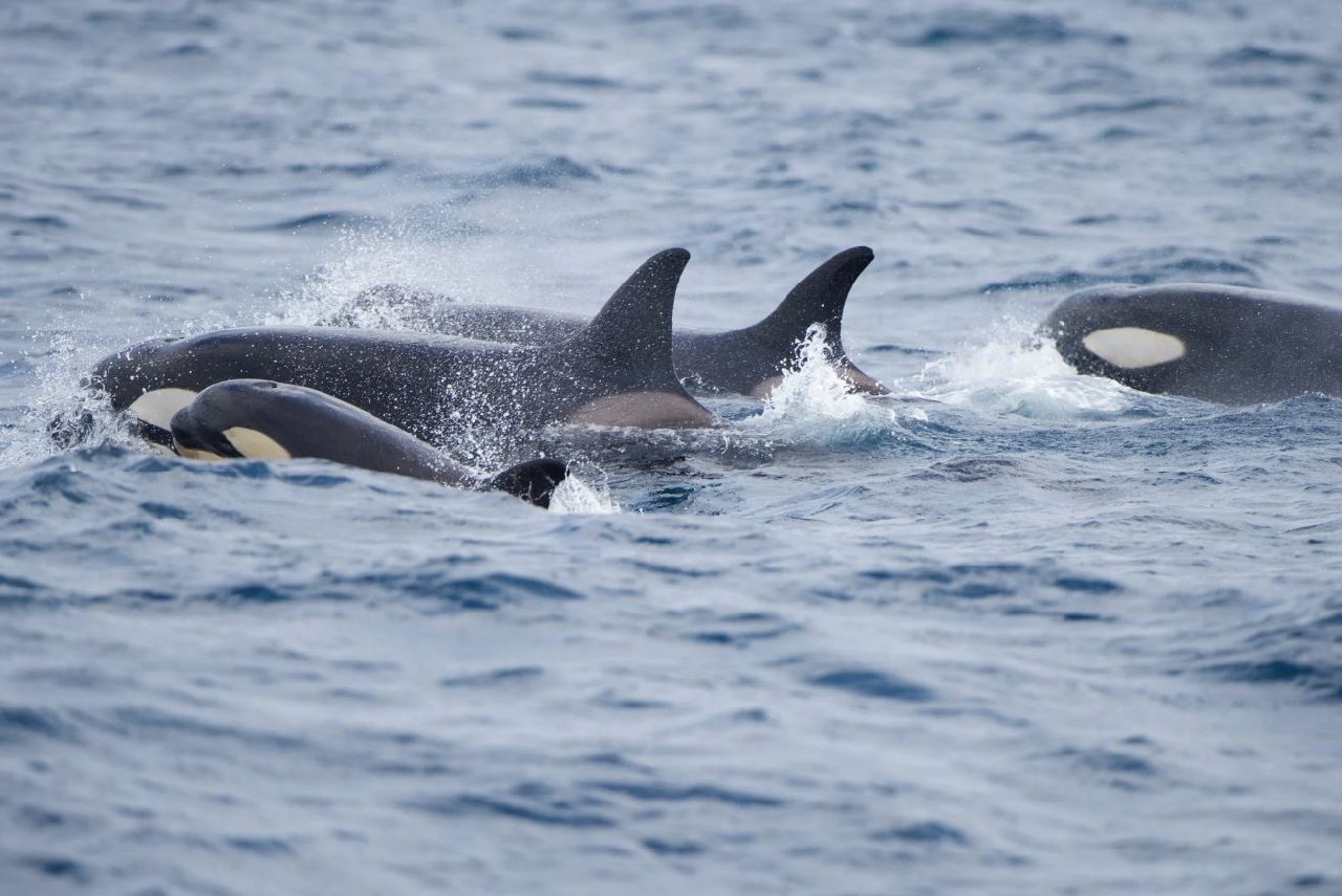 Katil balina saldırısının son örneği! Bir yatı bez bebek gibi fırlatıp dümenini kırdılar...