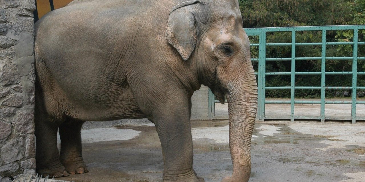 Bakıcısı Yanına Gömülmek İstemişti... 16 Yıl Sonra Mezarı Açıldı: İşte Fil Pak Bahadır'ın Hikayesi