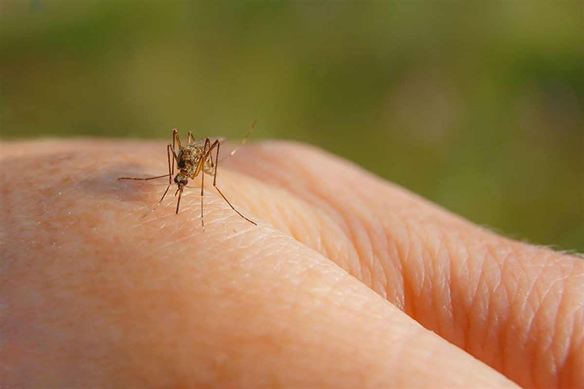 AB'den Korkutan Uyarı! Sivrisineklerden Bulaşan Hastalıklar Artabilir