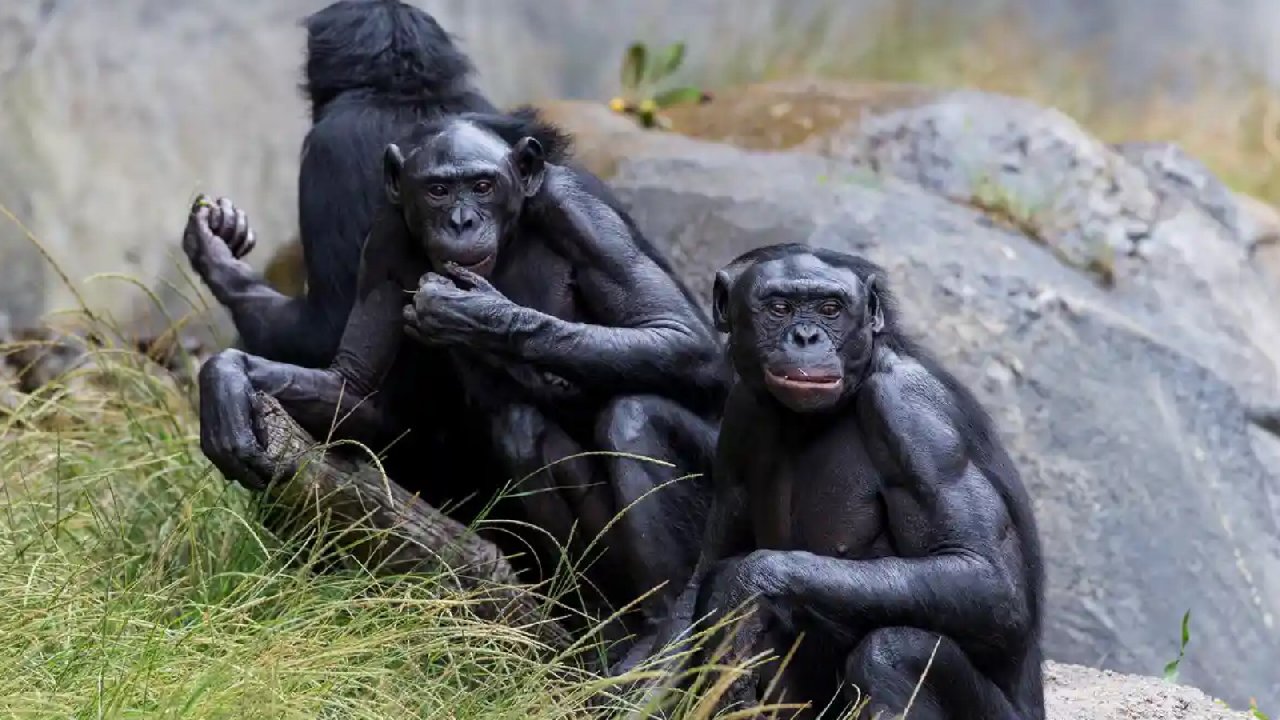 İnsanlardan Milyonlarca Yıl Önce Mastürbasyon Yapmaya Başlamışlar... Tam 40 Milyon Yıl Önce...