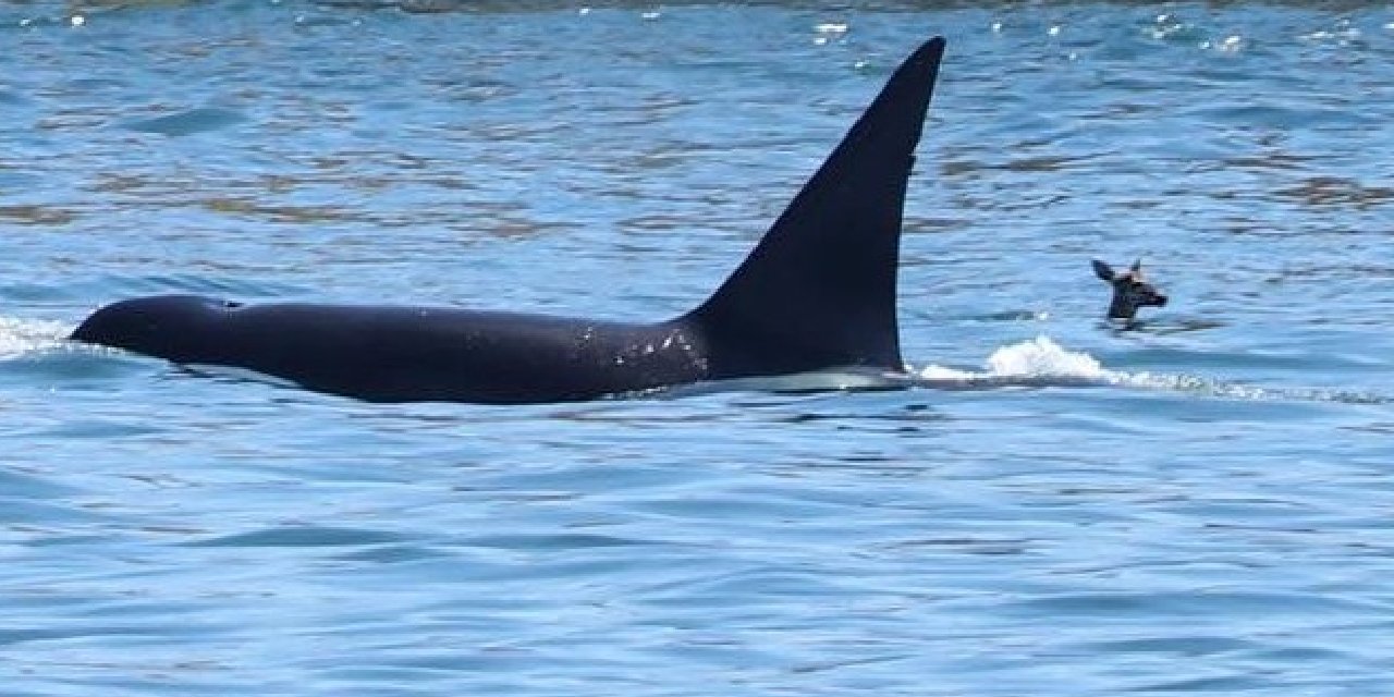 Okyanusta Beklenmedik İkili... Katil Balina Orkanın Yanında Yüzen Yürek Yemiş Bir Minik Geyik...