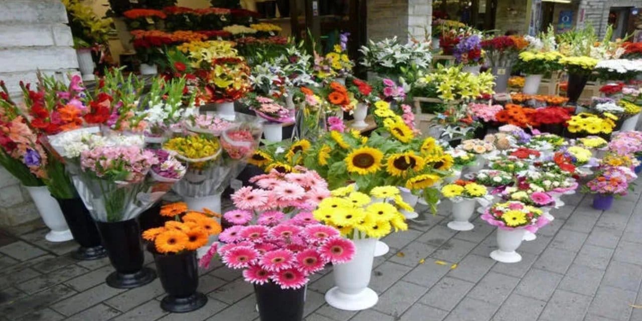 Doğum ayı çiçeğiniz kim olduğunuzu ortaya çıkarıyor! Doğum ayınıza göre favori çiçeğiniz hangisi?