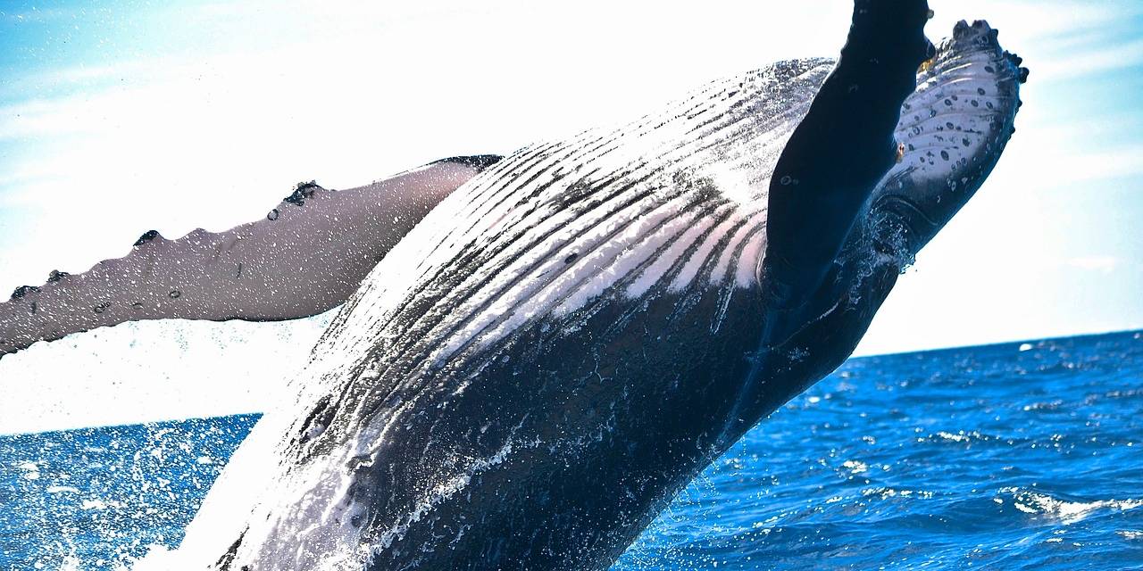 39 milyon yıl yaşında… Şimdiye kadar, yaşamış en ağır hayvanın fosili bulundu