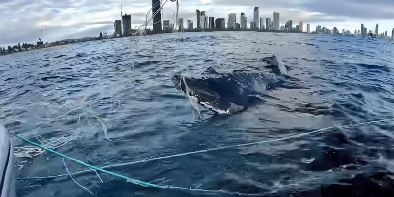 Balıkçı ağlarına takılan kambur balina böyle kurtarıldı