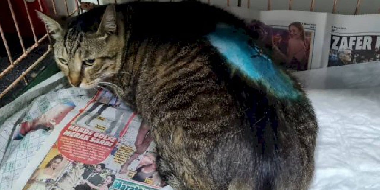 Kedileri Havalı Tüfekle Öldüren Cani Her Yerde Aranıyor