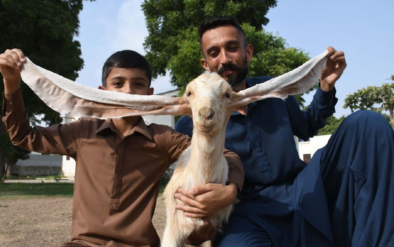 Yavru Keçi Simbi'nin Kulakları Uzadıkça Uzuyor
