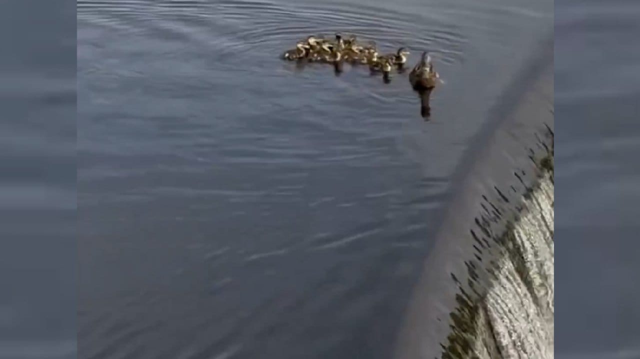 Sürüden ayrılıp akıntıya kapılan ördek yavrusuna, beklenmedik son!