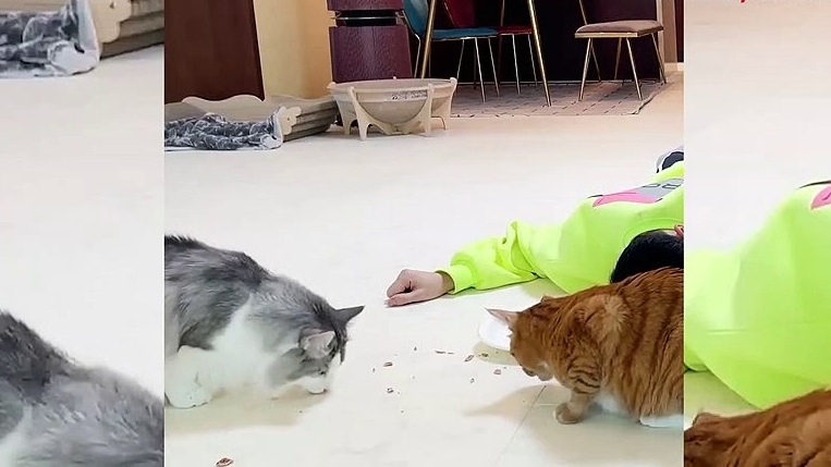 Kediler ile köpeklerin farkını çektiği video ile gösterdi, o anlar viral oldu