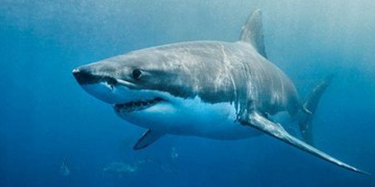 Korkunç olay! Köpek balığı saldırısında bir turist öldü