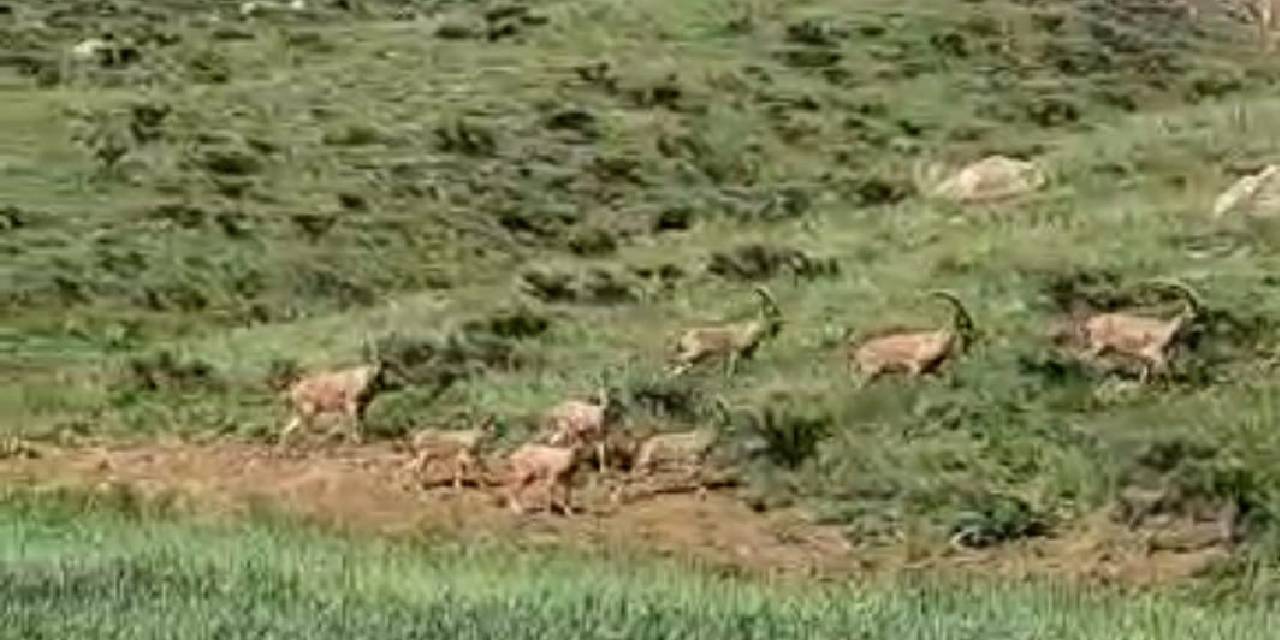 Dağ Keçileri Sürü Halinde Görüntülendi