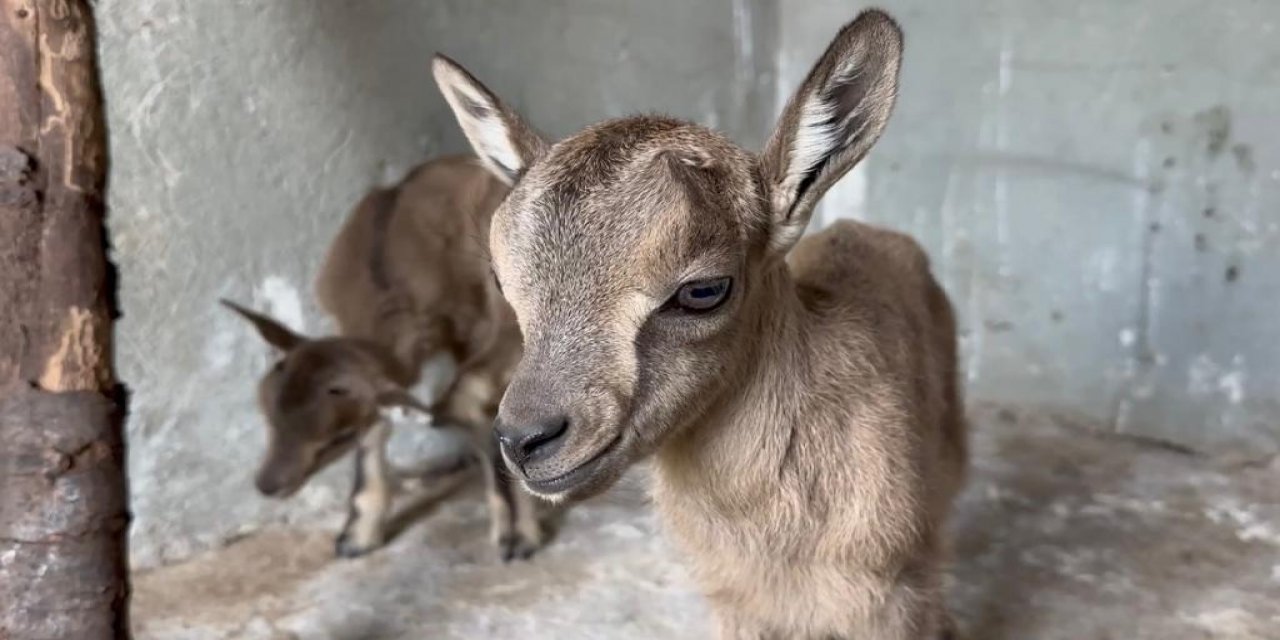 Anneleri Ölen Yaban Keçisi Yavrularına Annelik Yapıyor