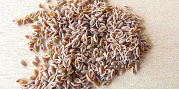 Kabızlığa Bire Bir! Karnıyarık Otu Tozunun Bağırsaklara ve Tüm Vücuda Faydaları