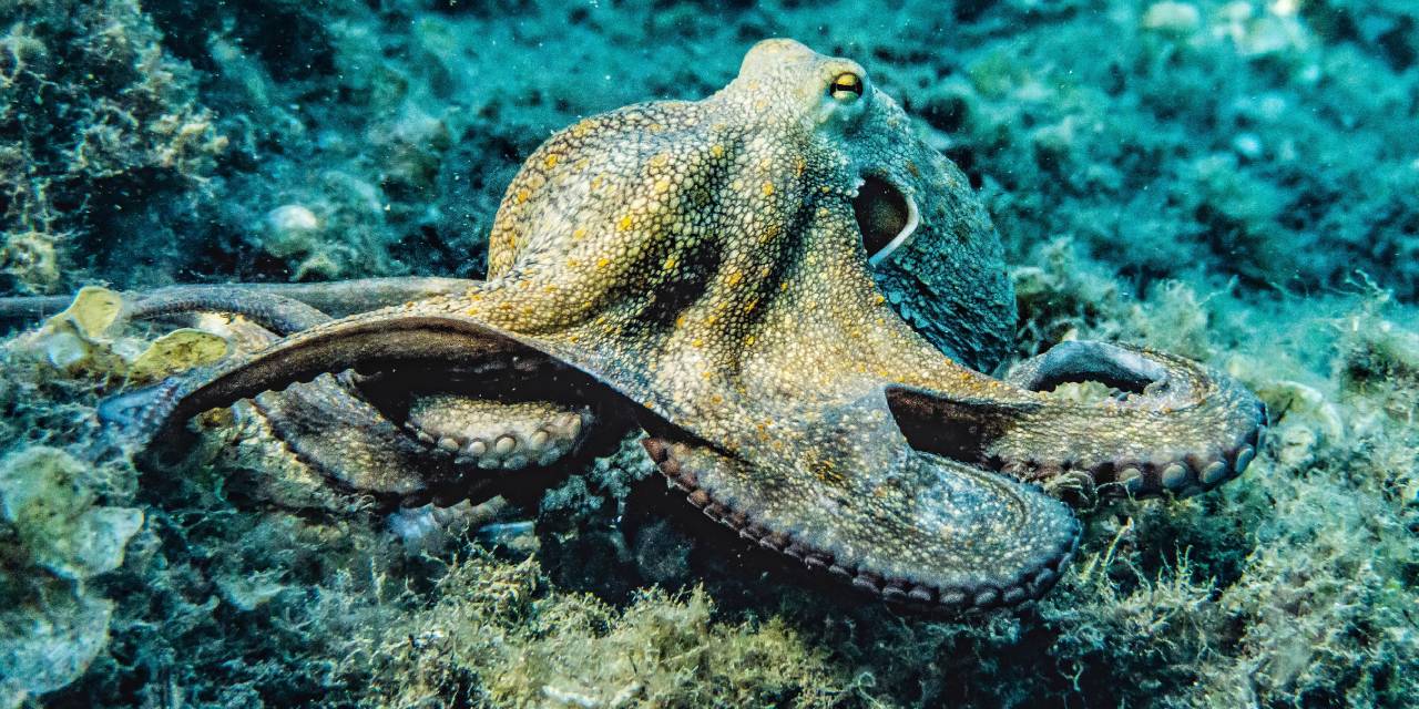 Gizemlerini koruyorlar... Ahtapotların uyum sağlamak için beyinlerini yeniden yapılandırdığı tespit edildi