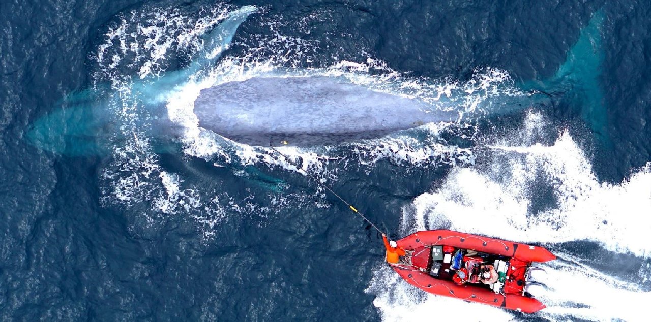 Gezegendeki En Yırtıcı Olay! Katil Balina Orkalar, Öldürdükleri Mavi Balinaların, Besleyici Değeri Yüksek Dillerini Yiyormuş