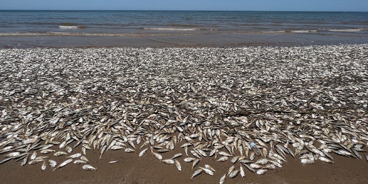 Görenler şaşkına döndü: Binlercesi kıyıya vurdu! Gizemli balık ölümleri korkuttu...